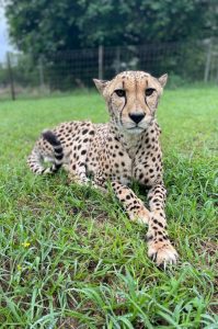 Wildkatzen-Rehabilitationszentrum