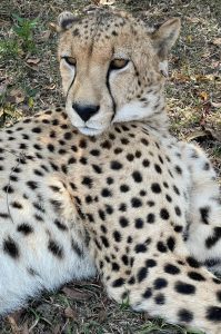 Wildkatzen-Rehabilitationszentrum