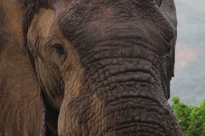 Privates Big 5 Game Reserve Amakhala
