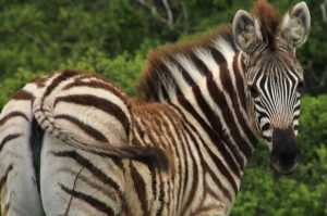 Privates Big 5 Game Reserve Amakhala