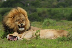 Privates Big 5 Game Reserve Amakhala