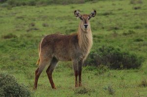 Privates Big 5 Game Reserve Amakhala