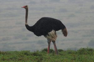 Privates Big 5 Game Reserve Amakhala
