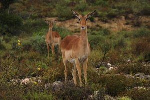 Privates Big 5 Game Reserve Amakhala