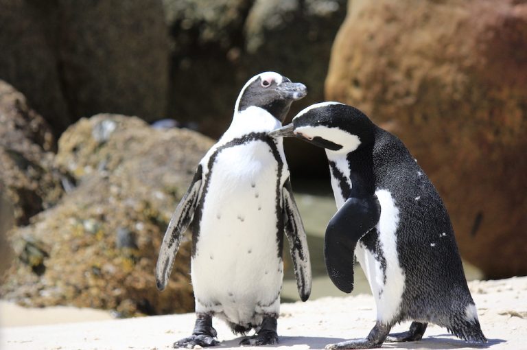 African penguins on the coast near Simon's Town
