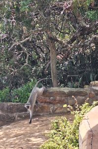 Safari im Amakhala & Schotia