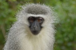 Safari im Amakhala & Schotia