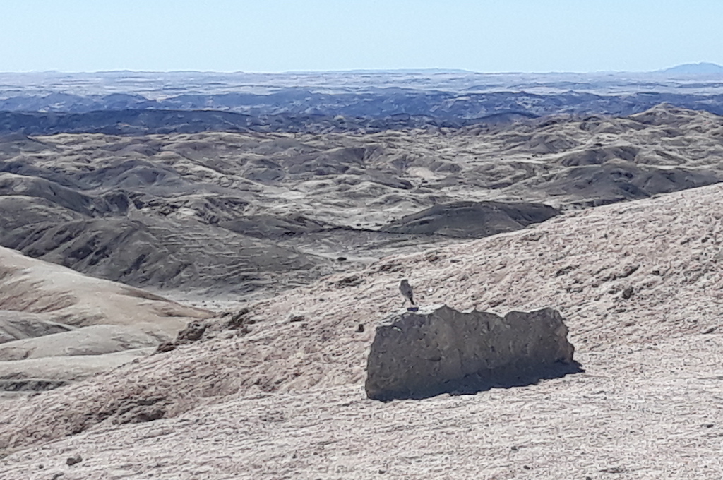 Mondlandschaft und ein Vogel Welwitschia und Mondlandschaft