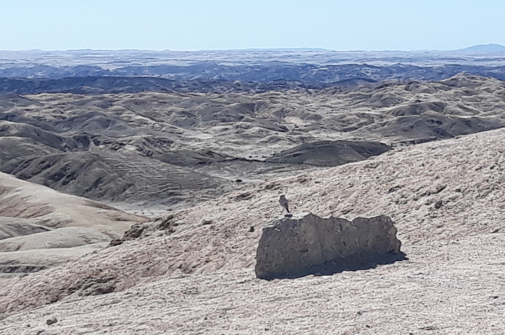 Welwitschia und Mondlandschaft