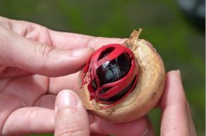 Geöffnete Muskatnuss mit rotem Samenmantel in einer Hand