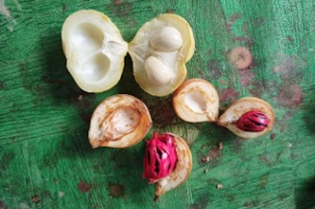 Muskat Muskatnuss an einer Plantage auf Penang