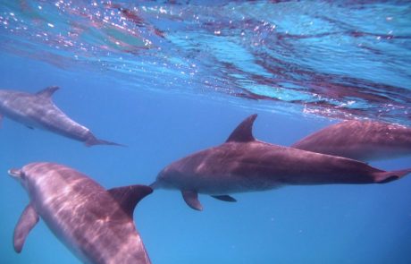 Delfintour