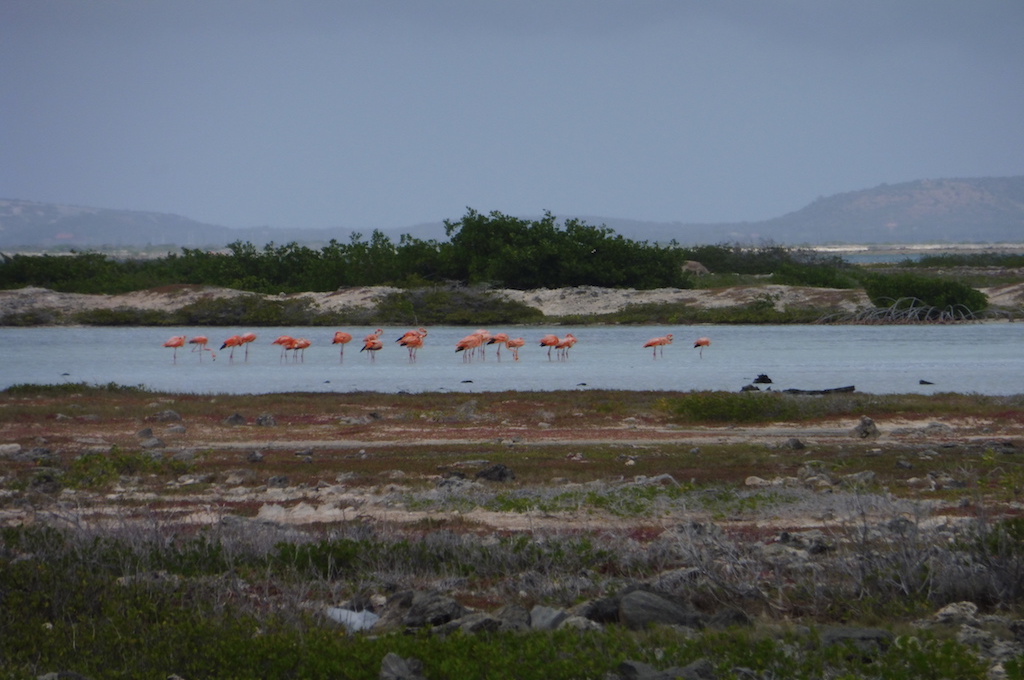 kl. Inseltour Bonaire