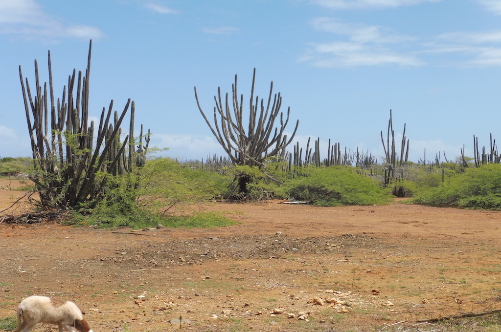 kl. Inseltour Bonaire