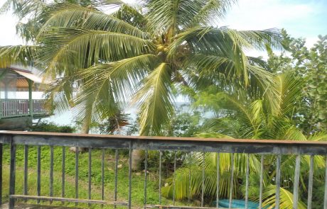 Palme Kokospalmen am Straßenrand mit Blick aufs Meer
