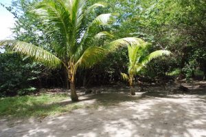 Natur auf dem Martinique Tour in den Süden-Martinique