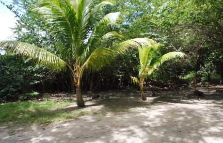 Natur auf dem Martinique Junge Kokospalmen im Sand am Waldrand
