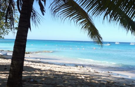 Ansicht von Strand in Barbados Blick unter Palmwedeln hindurch auf die türkise Bucht