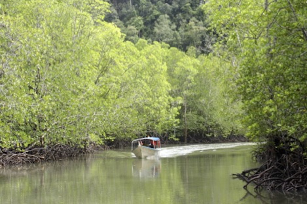 Mangroven Langkawi‘s Fruchtfarm von Mardiana