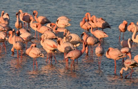 Pelikane aus der nähe Flamingos im flachen Wasser der Lagune von Walvis Bay