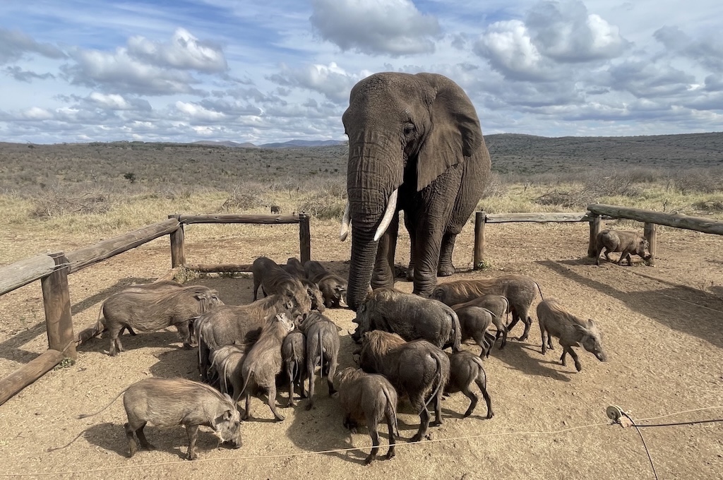 Elefanten Elefantenbulle umgeben von einer Gruppe Warzenschweine bei Richards Bay