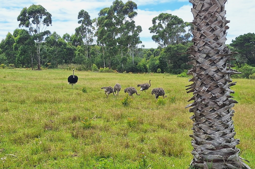 Strauss Quad Safari