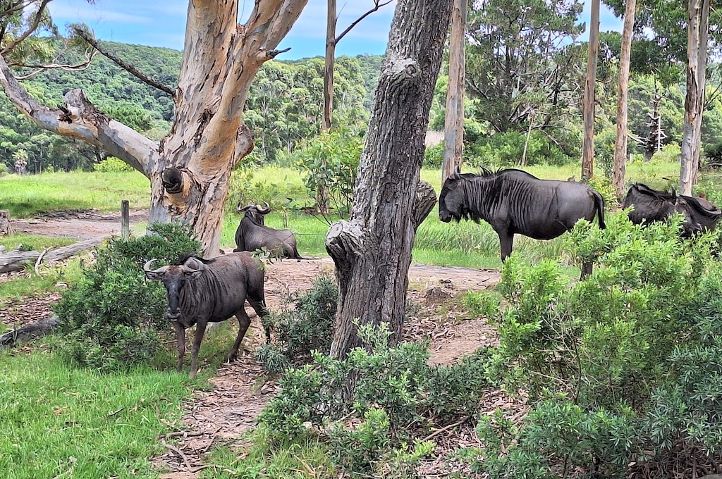 wilde Tiere Quad Safari