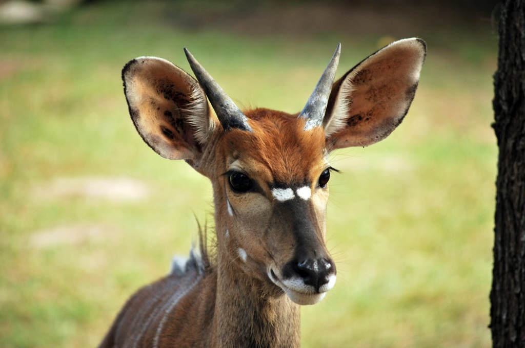 Antilope Quad Safari