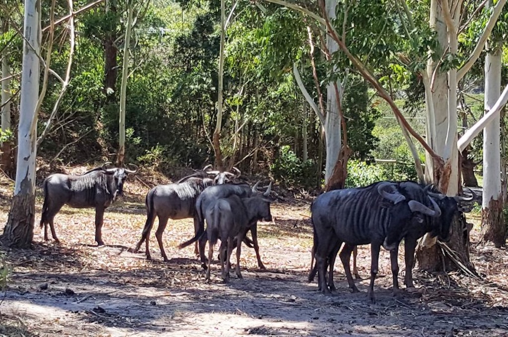 Wilde Tiere Quad Safari