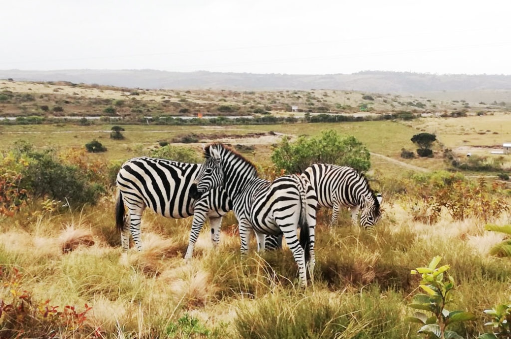 Zebras Quad Safari