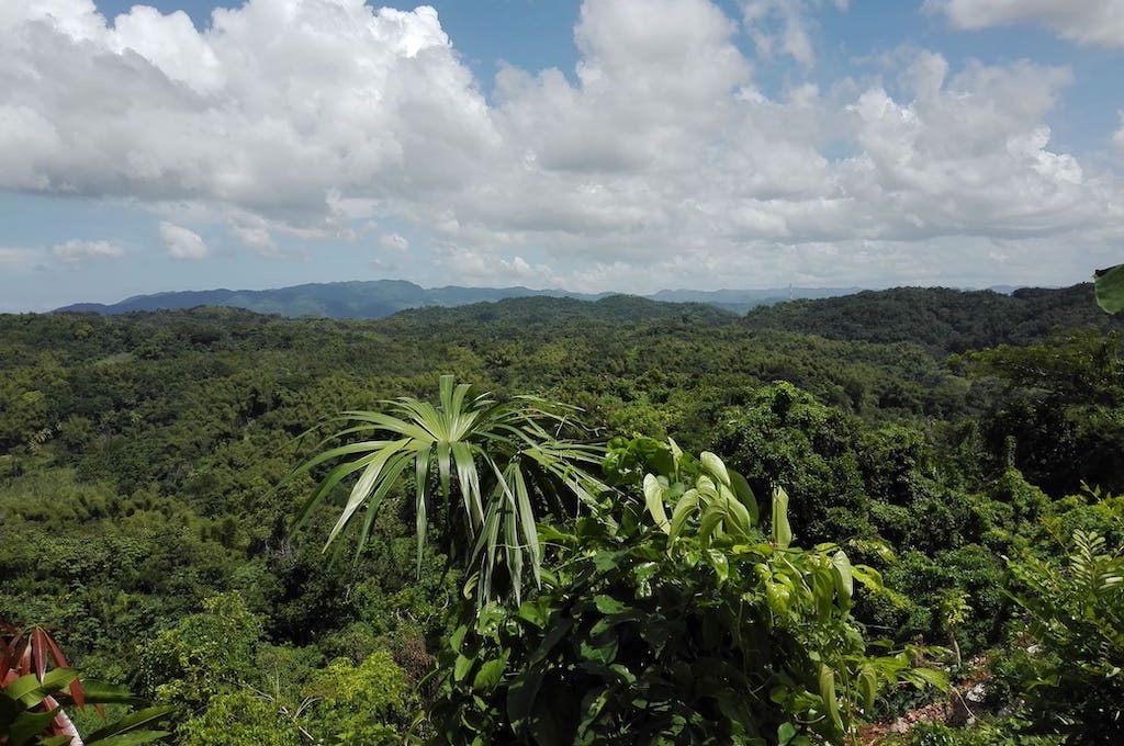 Real Jamaica Tour