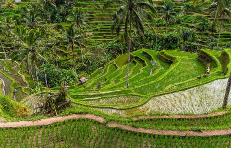 Reisterrassen Die Reisterrassen von Jatiluwih auf Bali