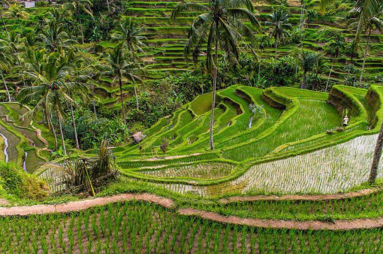Green rice terraces on Bali