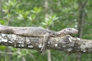 Reptil in den Mangroven von Langkawi