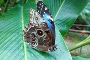 Blauer Morphofalter mit Augenflecken auf einem Blatt