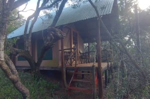 Schotia Big 5 Safari mit Übernachtung