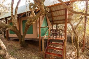 Schotia Big 5 Safari mit Übernachtung