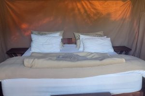 Schotia Big 5 Safari mit Übernachtung