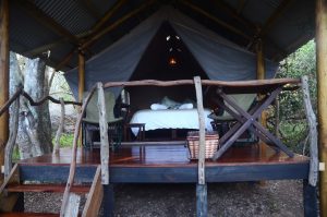 Schotia Big 5 Safari mit Übernachtung