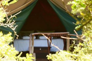 Schotia Big 5 Safari mit Übernachtung