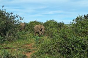 Sibuya Big 5 Safari mit Übernachtung