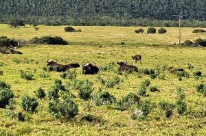 Sibuya Big 5 Safari mit Übernachtung