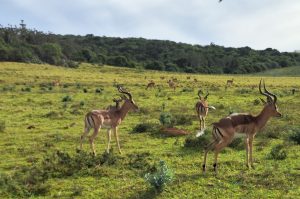 Sibuya Big 5 Safari mit Übernachtung
