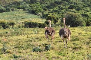 Sibuya Big 5 Safari mit Übernachtung