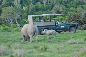 Sibuya Big 5 Safari mit Übernachtung