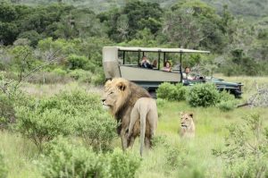 Sibuya Big 5 Safari mit Übernachtung