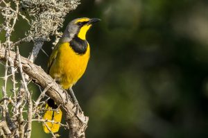 Sibuya Big 5 Safari mit Übernachtung