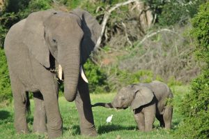 Sibuya Big 5 Safari mit Übernachtung