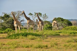 Sibuya Big 5 Safari mit Übernachtung