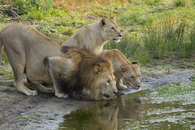 Lion in a private Big Five reserve near Port Elizabeth